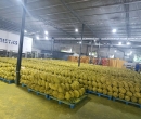 Dây đai PP – Giải pháp đóng gói hiệu quả cho mùa sầu riêng