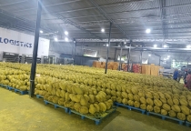 Dây đai PP – Giải pháp đóng gói hiệu quả cho mùa sầu riêng