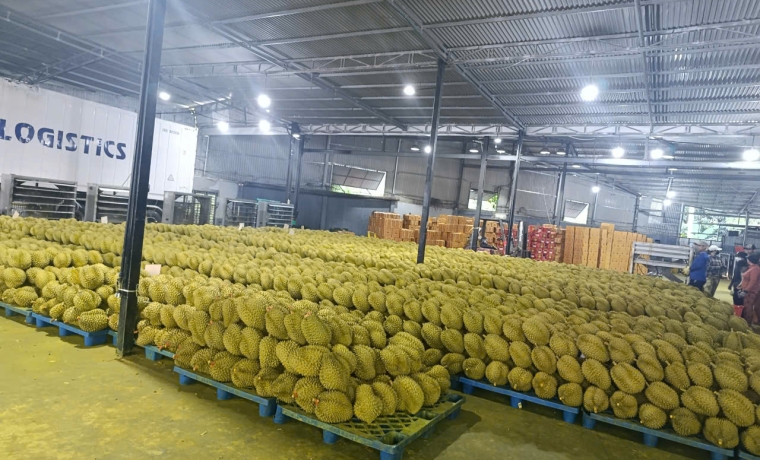 Dây đai PP – Giải pháp đóng gói hiệu quả cho mùa sầu riêng